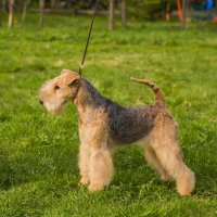 SHER ETRUSSKA SNUKKI - SHER ETRUSSKA SNUKKI Junior Champion of Russia, Junior Champion of the National Lakeland Terrier Club; Champion of Russia, RKF; RBIG, BIG-3; T-1.Рожд. 18.06.2020 (о. Hi-Kel Terrrydale Mr Bombastic at Sher м. Slicey Betty Boop) Владелец: Широкова Александра &amp;amp; Михеева Надежда (г. Москва)